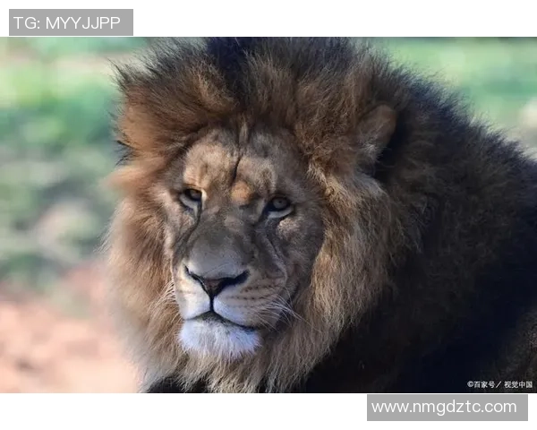 布林狮子与东方狮子的较量谁才是狮子王国的真正霸主